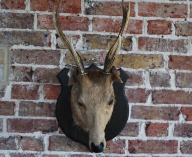 taxidermy stag decorative artefact
