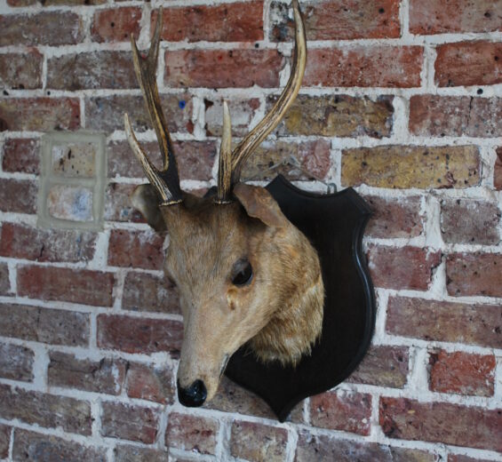 taxidermy stag decorative artefact