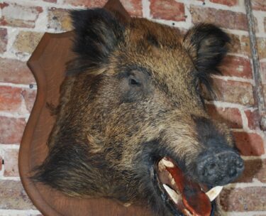 decorative artefact taxidermy wild boar