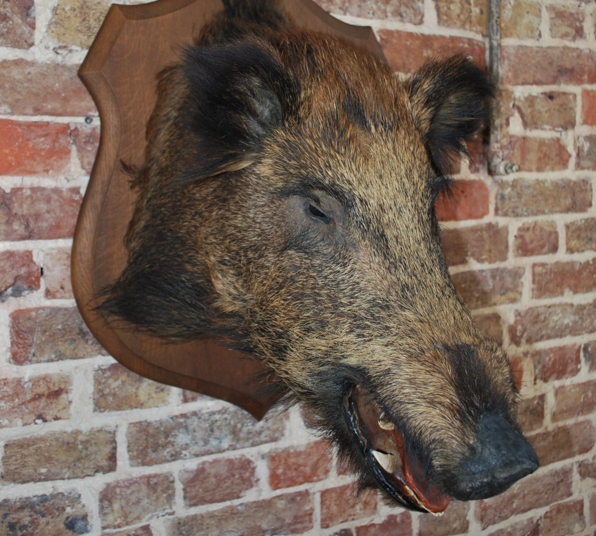 Wild Boar’s Head