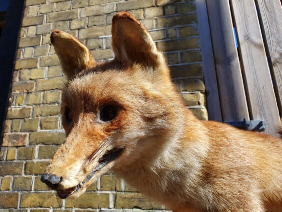 taxidermy wild fox decorative artefact