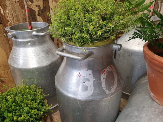 steel milk churns garden planters decorative homewares