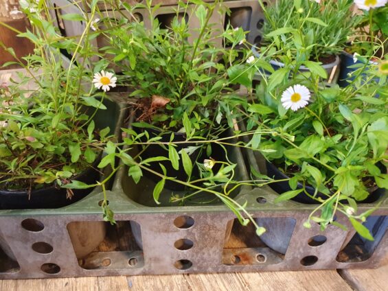 triple strap factory bread tins decorative homewares garden planters