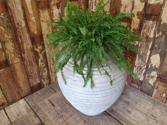 terracotta oil pot planter garden planters decorative homewares