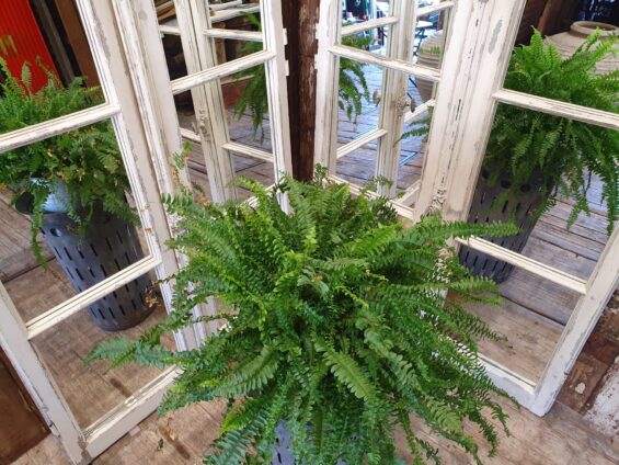 wooden window mirror garden