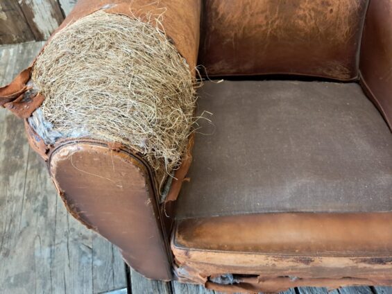 leather cigar cub chair seating armchairs